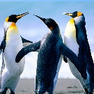Nofollow o dofollow